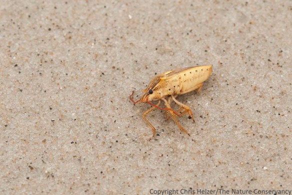 Stink bug washed up on beach at Padre Island National Seashore.  Corpus Christi, Texas.  Seemed to be major food source for gulls.