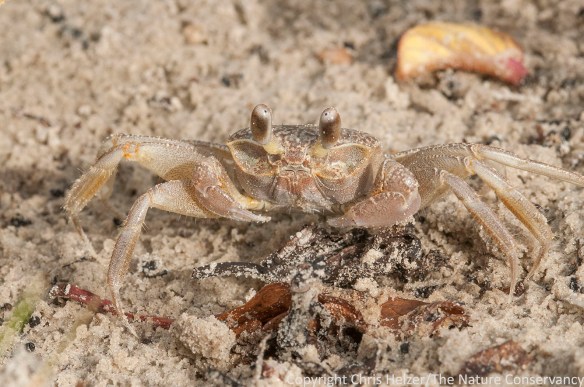 Crab at Padre Island National Seashore.  Corpus Christi, Texas.