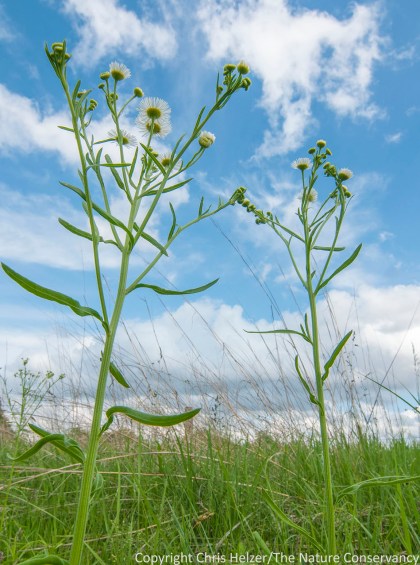 Daisy fleabane (erigeron strigosus).  Lincoln Creek Prairie.  Aurora, Nebraska.