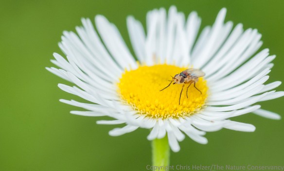 Fly on Daisy fleabane (erigeron strigosus).  Lincoln Creek Prairie.  Aurora, Nebraska.