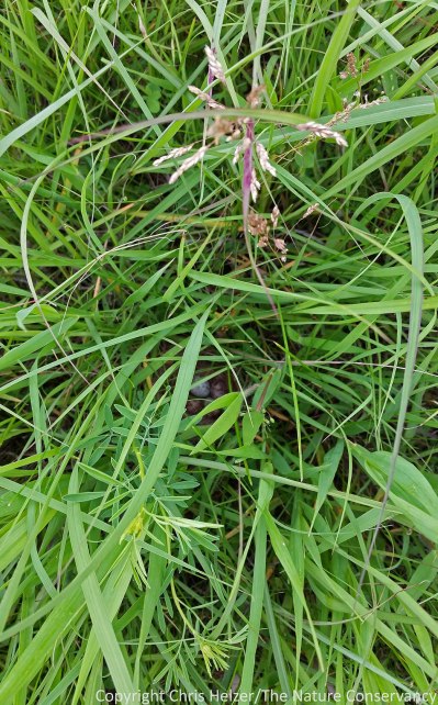 This photo was taken right at the height of the vegetation.  If you look closely, you can see the eggs below.