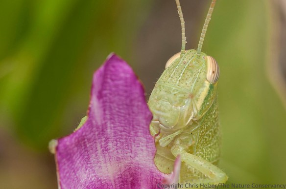 Grasshopper feeding on railroad vine flowers.  San Jose Island, Texas.