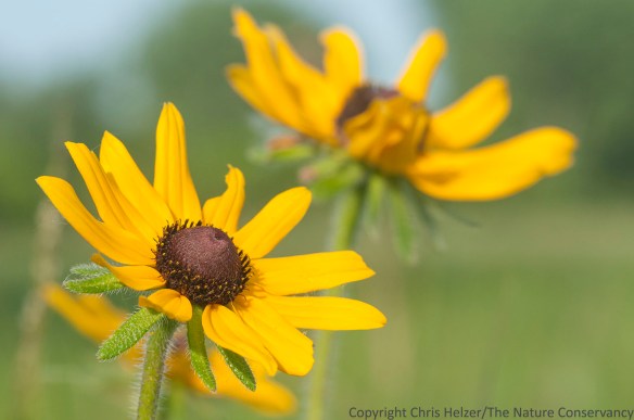 Black-eyed Susan flowers (Rudbeckia hirta).  The Nature Conservancy's Platte River Prairies, Nebraska.