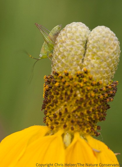 Katydid nymph on upright prairie coneflower.  The Nature Conservancy's Platte River Prairies, Nebraska.