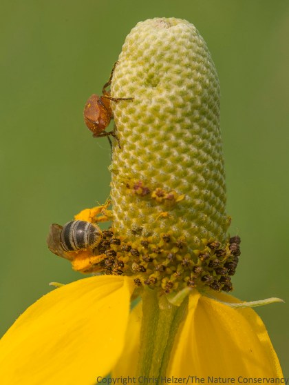 Bee and beetle on upright prairie coneflower.  The Nature Conservancy's Platte River Prairies, Nebraska.