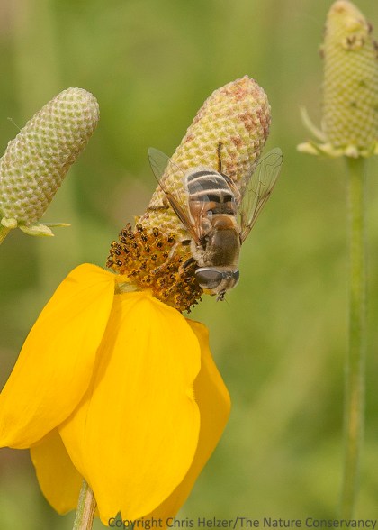 Hover fly (Syrphid) on upright prairie coneflower.  The Nature Conservancy's Platte River Prairies, Nebraska.