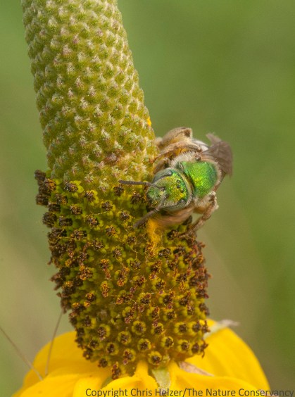 Bee on upright prairie coneflower.  The Nature Conservancy's Platte River Prairies, Nebraska.