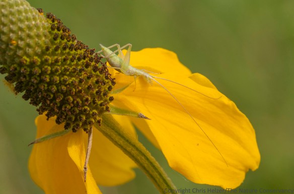 Tree cricket nymph on upright prairie coneflower.  The Nature Conservancy's Platte River Prairies, Nebraska.
