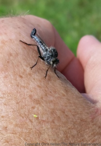 Robber fly  TNC Platte River Prairies, Nebraska.