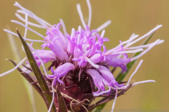 Blazing star (Liatris squarrosa)  The Nature Conservancy's Platte River Prairies, Nebraska.