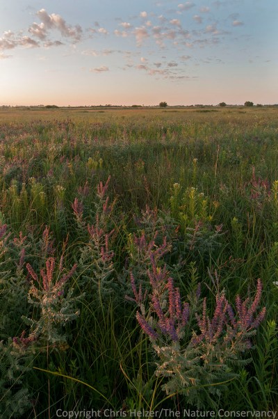 Leadplant and wildflowers.  TNC Bluestem Prairie, Minnesota.