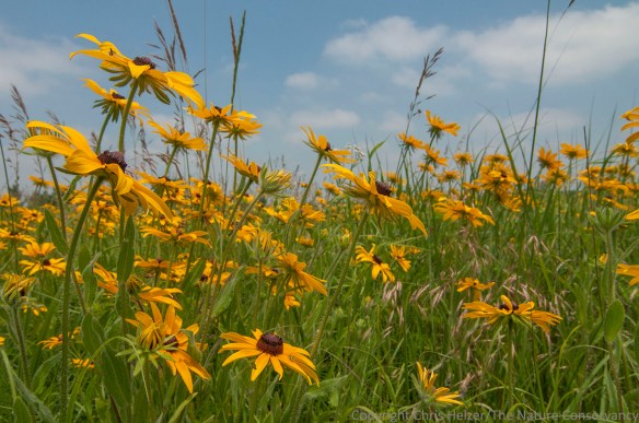 Black-eyed susans (Rudbeckia hirta) in restored prairie - TNC Platte River Prairies, Nebraska.