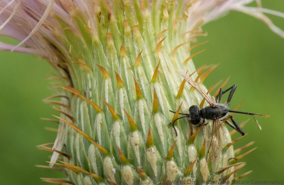 Dead bee on bottom of wavy-leaf thistle flower. Helzer family prairie near Stockham, Nebraska.