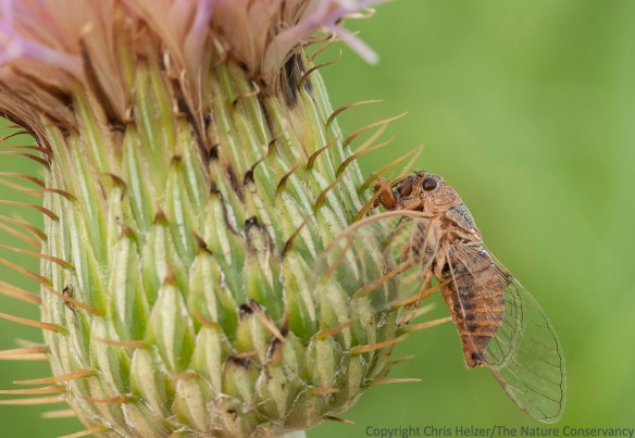 Dead cicada on bottom of wavy-leaf thistle flower. Helzer family prairie near Stockham, Nebraska.
