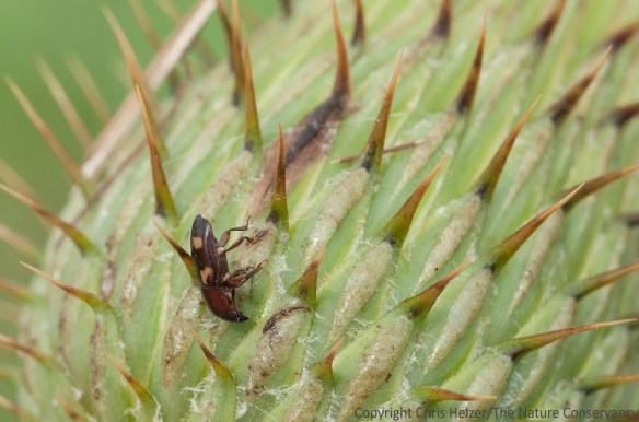 Dead beetle on wavy-leaf thistle flower. Helzer family prairie near Stockham, Nebraska.