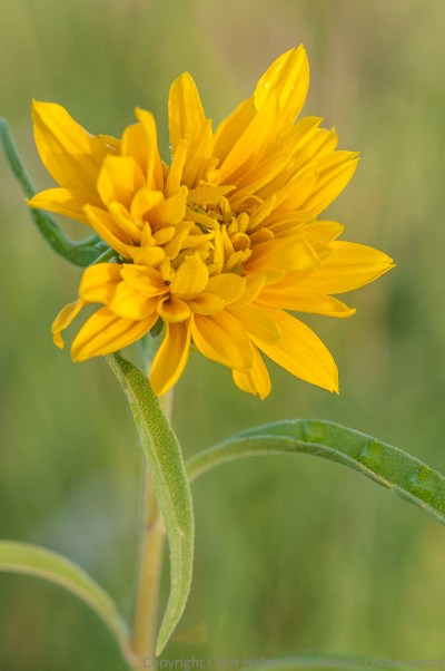 Maximilian sunflower.  TNC Bluestem Prairie, Minnesota.