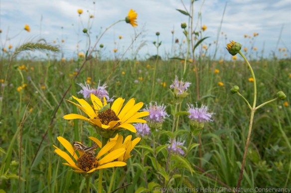 After this prairie was seeded in 2000, it was a near monoculture of Canada wild rye for several years but today is our showiest wildflower patch.