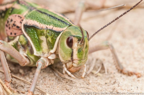 Lubber grasshopper. Valentine National Wildlife Refuge, Nebraska.