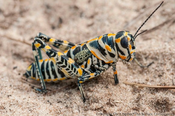 Painted grasshopper at the Valentine National Wildlife Refuge. Nebraska.