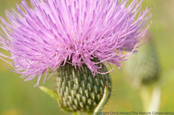 Tall thistle, a native annual wildflower, is a big favorite among pollinator insects.