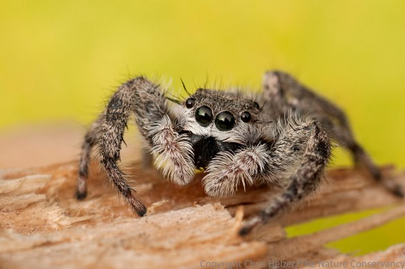 Jumping spider. Helzer yard. Aurora, Nebraska.