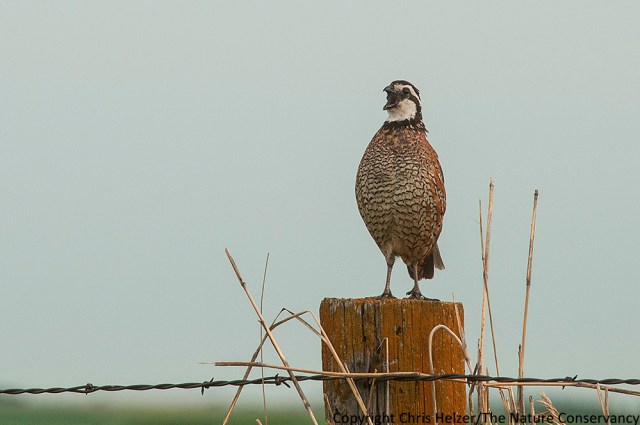 Northern bobwhite on fence post. Helzer family prairie near Stockham, Nebraska.