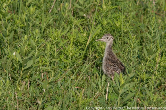 Young upland sandpiper. Helzer family prairie. Stockham, Nebraska. USA