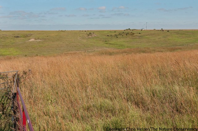 Helzer prairie grazing. Pasture #2 se of water tank