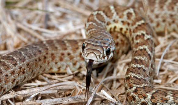 It's still possible that we'll find more snake species in North American prairies, but we've surely discovered nearly all of them. This one is a juvenile eastern racer (Coluber constrictor) in TNC's Platte River Prairies, Nebraska.