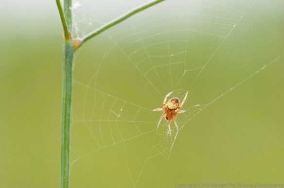 Spider on web on switchgrass. Valentine National Wildlife Refuge, Nebraska.