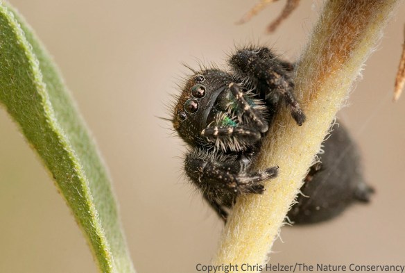Big jumping spider on Maximilian sunflower. TNC Platte River Prairies, Nebraska.