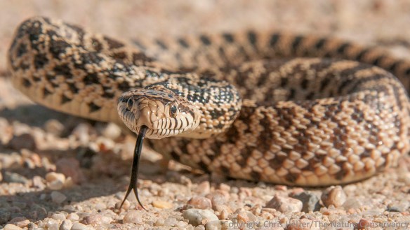 Young bull snake on gravel road along the boundary of the TNC Platte River Prairies, Nebraska.