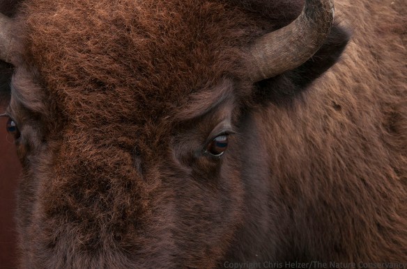 Bison roundup at TNC Niobrara Valley Preserve. Nebraska.