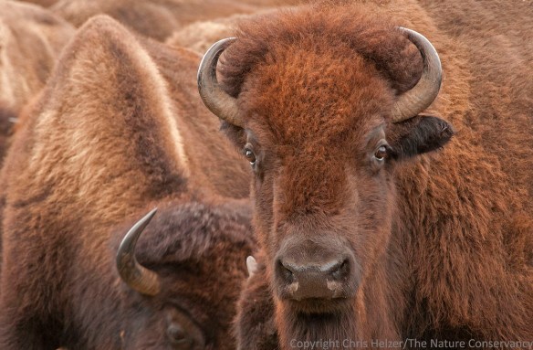 Bison roundup at TNC Niobrara Valley Preserve. Nebraska.