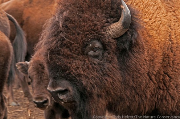 Bison roundup at TNC Niobrara Valley Preserve. Nebraska.