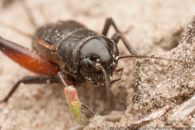 field cricket TNC Niobrara Valley Preserve. Nebraska.