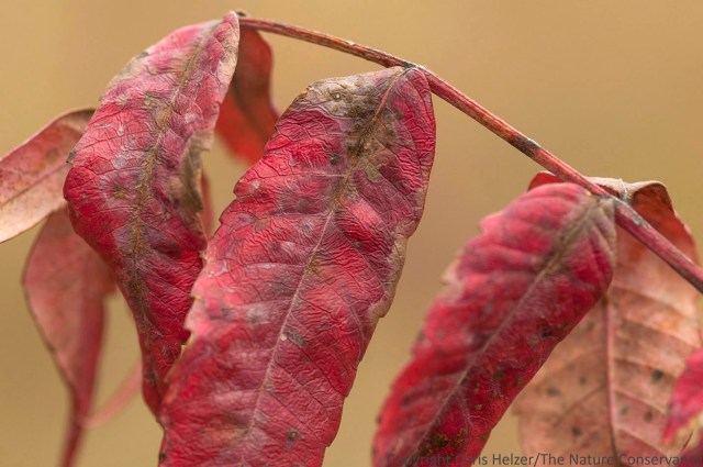Smooth sumac leaves in autumn. TNC Niobrara Valley Preserve. Nebraska.