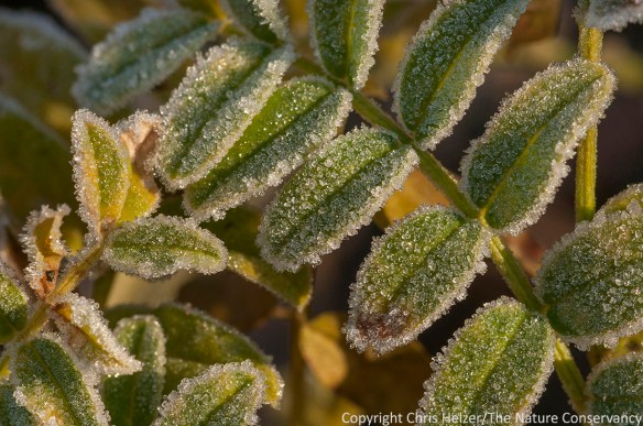 Canada milkvetch with frost. Lincoln Creek Prairie, Aurora, Nebraska.