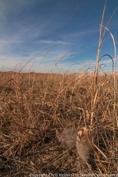 Sharp tail grouse feather. Sandhills of Nebraska near Burwell.