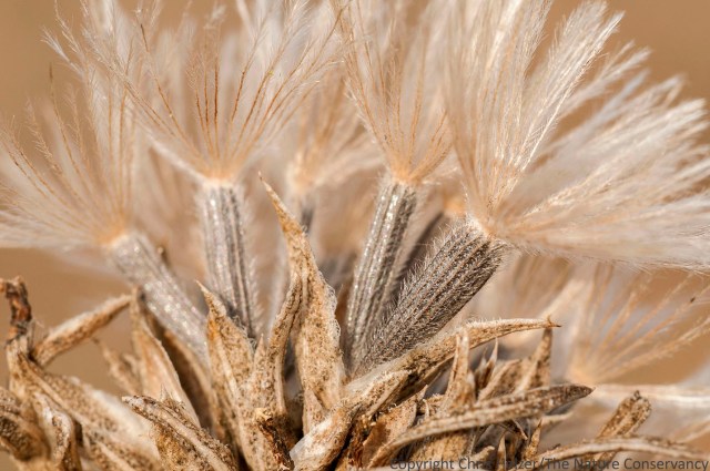 Dotted gayfeather in autumn prairie. Helzer prairie, near Stockham, Nebraska.