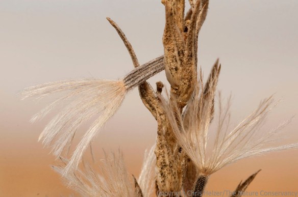 Dotted gayfeather in autumn prairie. Helzer prairie, near Stockham, Nebraska.