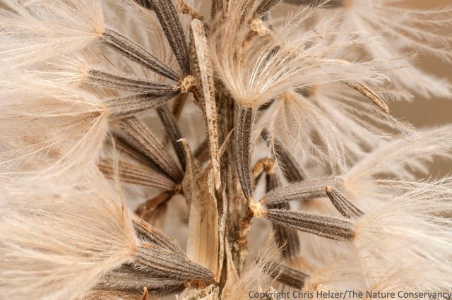 Dotted gayfeather in autumn prairie. Helzer prairie, near Stockham, Nebraska.