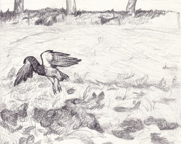 A Swainson’s hawk takes flight from a disked field. (Yes, the ground does look that messy) Graphite drawing by Kim Tri