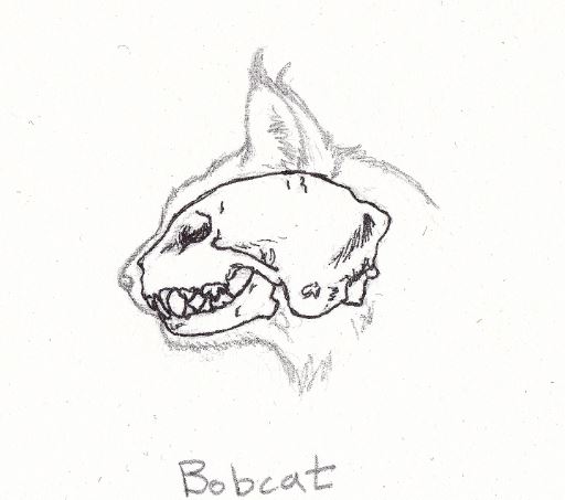bobcatteeth
