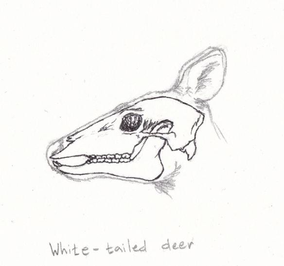 deerteeth