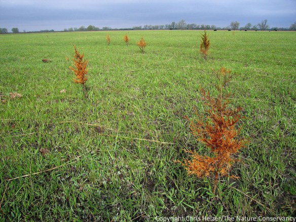 These cedar trees died in a recent fire, but the vegetation around them is regrowing strongly. In fact, the cattle (in the distance to the top right) in this prairie will be attracted to that growth and graze this part of the prairie much harder than unburned parts.