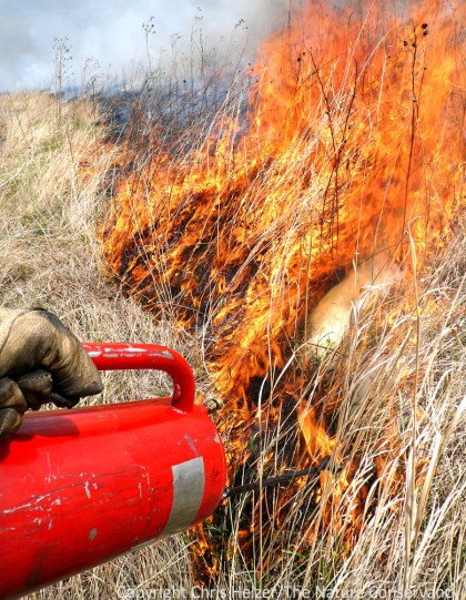 Prescribed fire, along the grazing and mowing, are important ways for prairie managers to introduce disturbances into grasslands in order to maintain prairie health and biological diversity.