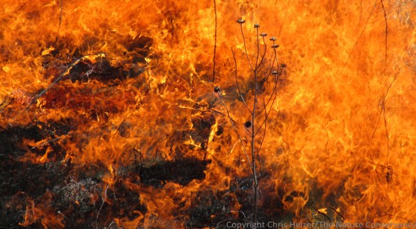 Fire is one of the big three historical disturbances to which prairies are adapted to and rely on.