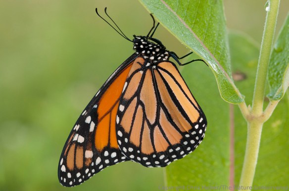 Monarch butterfly on common milkweed. TNC Bluestem Prairie, Minnesota.