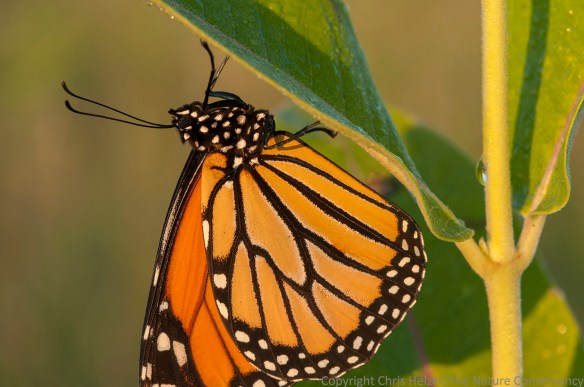 Monarch butterfly on common milkweed. TNC Bluestem Prairie, Minnesota.